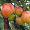 Apple 'Pixie' (Organic) -Orchard Lane Shop 783660