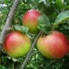 Apple 'Annie Elizabeth' (Organic) -Orchard Lane Shop 784396