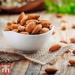 Almond 'Robijn' 11 Almond 'Robijn' -Orchard Lane Shop ALMO DWW3661 D