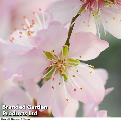 Almond (Prunus) 'Ingrid' 3 Almond (Prunus) 'Ingrid'