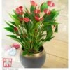 Anthurium 'Million Flower' - Gift -Orchard Lane Shop ANTH KC5982 A