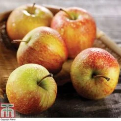 Apple & Plum Duo 15 Apple & Plum Duo -Orchard Lane Shop APPL CWW3228 A1