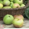 Apple 'Bramley's Seedling' 2 Apple 'Bramley's Seedling' -Orchard Lane Shop APPL CWW3229 A h