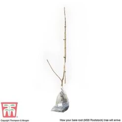 Apple 'Bramley's Seedling' -Orchard Lane Shop APPL CWW3229 C