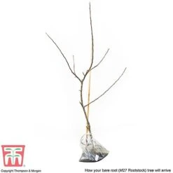 Apple 'Bramley's Seedling' -Orchard Lane Shop APPL CWW3229 D