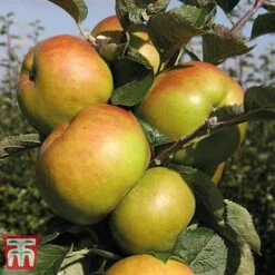 Apple 'Bramley's Seedling' -Orchard Lane Shop APPL CWW3229 E