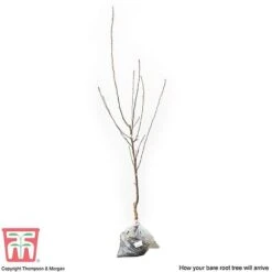 Apple 'Cox's Orange Pippin' 7 Apple 'Cox's Orange Pippin' -Orchard Lane Shop APPL CWW3231 C