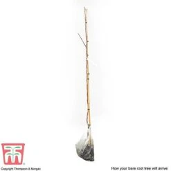 Crab Apple 'Red Sentinel' -Orchard Lane Shop APPL CWW3254 C