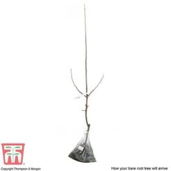 Crab Apple 'John Downie' -Orchard Lane Shop APPL CWW3373 C