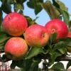 Apple 'Red Falstaff' 1 Apple 'Red Falstaff' -Orchard Lane Shop APPL DWW3657 A