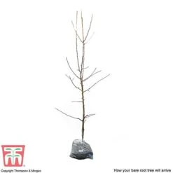 Apple 'Red Falstaff' 9 Apple 'Red Falstaff' -Orchard Lane Shop APPL DWW3657 D