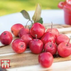 Apple 'Appletini' -Orchard Lane Shop APPL KA9401 C