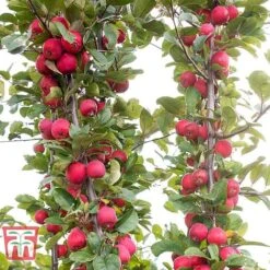 Apple 'Appletini' -Orchard Lane Shop APPL KA9401 E