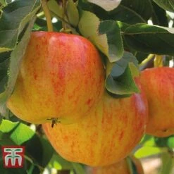 Fruit Tree Collection (Mini Fruit Tree) 15 Fruit Tree Collection (Mini Fruit Tree) -Orchard Lane Shop APPL T10394 A h1