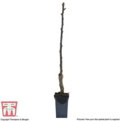 Apple 'Gala' (Mini Fruit Tree) -Orchard Lane Shop APPL T10394 C