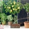 Apple 'Golden Delicious' (Mini Fruit Tree) -Orchard Lane Shop APPL T10395 A