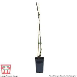 Apple 'Golden Delicious' (Mini Fruit Tree) -Orchard Lane Shop APPL T10395 B