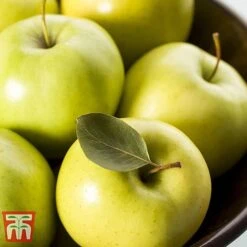 Apple 'Golden Delicious' (Mini Fruit Tree) -Orchard Lane Shop APPL T10395 B1