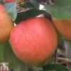 Apple 'James Grieve' -Orchard Lane Shop APPL T14131 A h