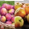 Apple & Plum Duo -Orchard Lane Shop APPL T58945P A