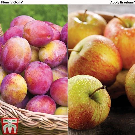 Apple & Plum Duo 3 Apple & Plum Duo
