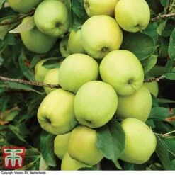 Apple 'Golden Delicious' -Orchard Lane Shop APPL TKA0855 A1