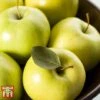 Apple 'Golden Delicious' -Orchard Lane Shop APPL TKA0855 B1