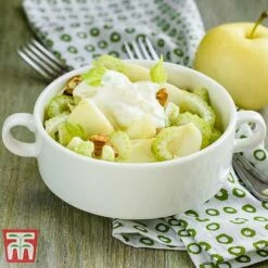 Apple 'Golden Delicious' -Orchard Lane Shop APPL TKA0855 C