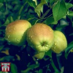 Apple 'Golden Delicious' -Orchard Lane Shop APPL TKA0855 D