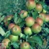 Apple 'Cox Self Fertile' -Orchard Lane Shop APPL TKA1749 A