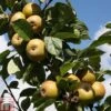 Apple 'Ashmead's Kernel' 1 Apple 'Ashmead's Kernel' -Orchard Lane Shop APPL TKA1809 A