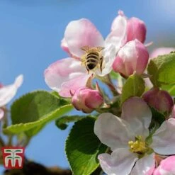 Apple 'Blenheim Orange' -Orchard Lane Shop APPL TKA1817 D