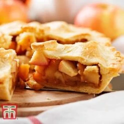 Apple 'Blenheim Orange' -Orchard Lane Shop APPL TKA1817 E