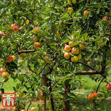 Apple 'Christmas Pippin' 4 Apple 'Christmas Pippin' - Image 2