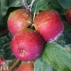 Apple 'Core Blimey' 2 Apple 'Core Blimey' -Orchard Lane Shop APPL TKA1823 A