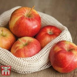 Apple 'Gala' -Orchard Lane Shop APPL TKA1831 D