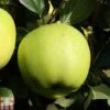 Apple 'Greensleeves' -Orchard Lane Shop APPL TKA1837 A