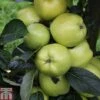 Apple 'Keswick Codlin' -Orchard Lane Shop APPL TKA1847 A