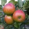 Apple 'Lord Lambourne' -Orchard Lane Shop APPL TKA1855 A