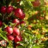 Apple 'Paradice Gold' -Orchard Lane Shop APPL TKA1859 B