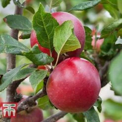 Apple 'Red Devil' -Orchard Lane Shop APPL TKA1861 B