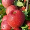 Apple 'Red Windsor' -Orchard Lane Shop APPL TKA1863 A