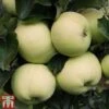 Apple 'Reverend W. Wilks' 1 Apple 'Reverend W. Wilks' -Orchard Lane Shop APPL TKA1865 A