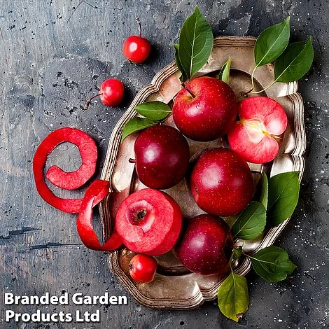 Apple 'Baya Marisa' 3 Apple 'Baya Marisa'