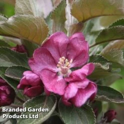 Apple Columnar 'Purple Haze' ® -Orchard Lane Shop APPL PURPHAZE S36869