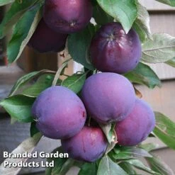 Apple Columnar 'Purple Haze' ® -Orchard Lane Shop APPL PURPHAZE S36870