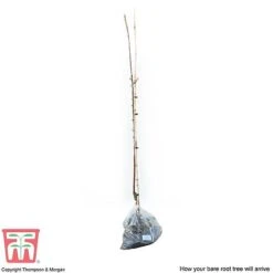 Apple 'Spartan' -Orchard Lane Shop APPl T71127 D