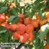 Apricot 'Flavorcot'® -Orchard Lane Shop APRI CWW3222 C