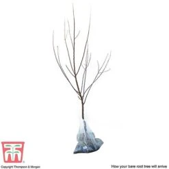 Apricot 'Flavorcot'® -Orchard Lane Shop APRI CWW3222 D