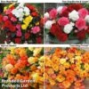 Begonia Bonanza Bundle -Orchard Lane Shop BEGONIA BUNDLE